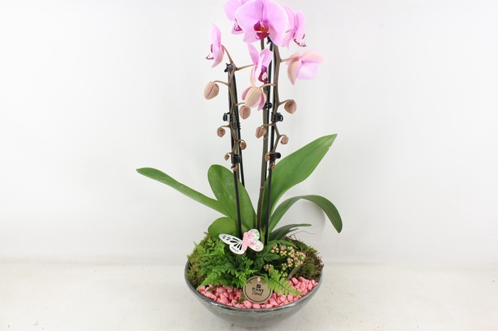 Arr2 Pl - Ker. Schaal Glazed Phal. Roze