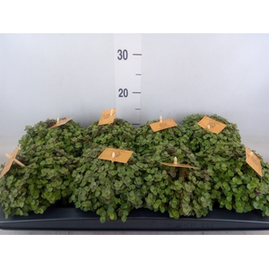 Callisia repens 'Turtle'