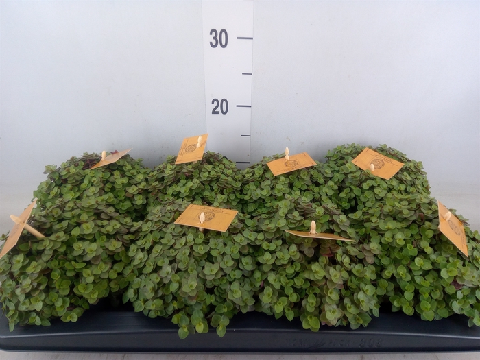 <h4>Callisia repens 'Turtle'</h4>