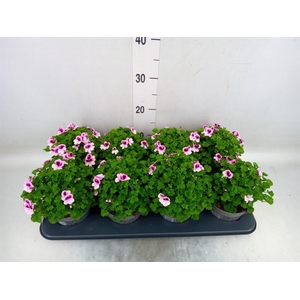 Pelargonium gran.   ..