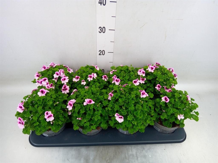 <h4>Pelargonium gran.   ..</h4>