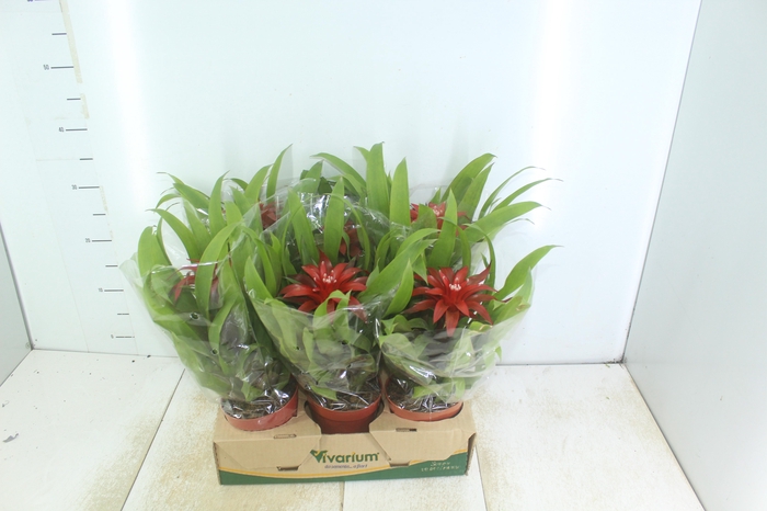 <h4>GUZMANIA VERMELHA P12</h4>