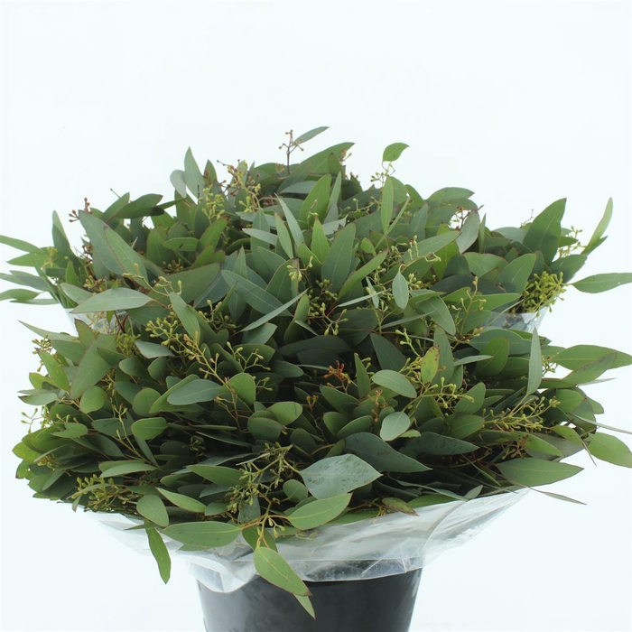 <h4>EUCA POPULUS BERRIES SHORT 150GRAMS</h4>