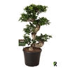 Ficus Ginseng