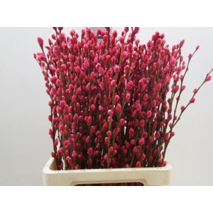 Salix Katje Pink L70