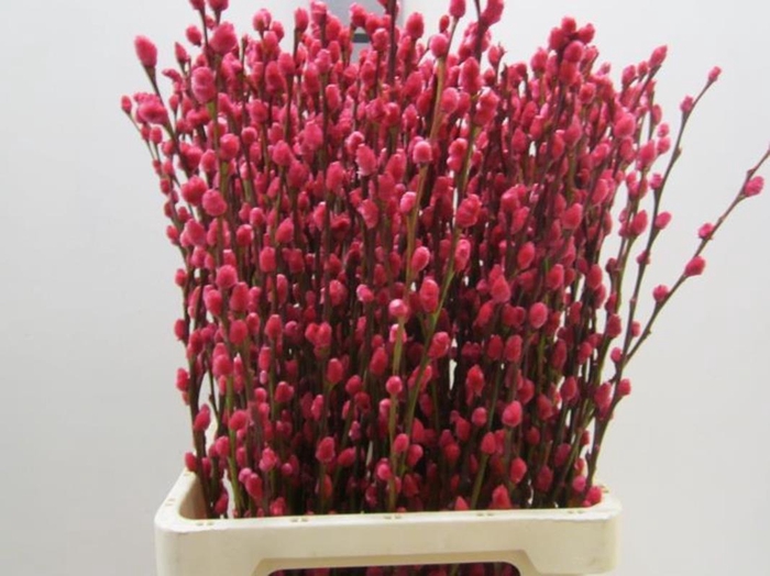 <h4>Salix Katje Pink L70</h4>