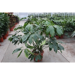 Philodendron Green Wonder