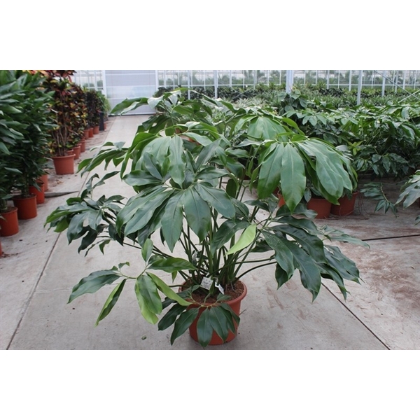 <h4>Philodendron Green Wonder</h4>