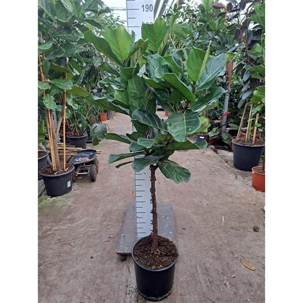 <h4>Ficus Lyrata rechte stam 180</h4>