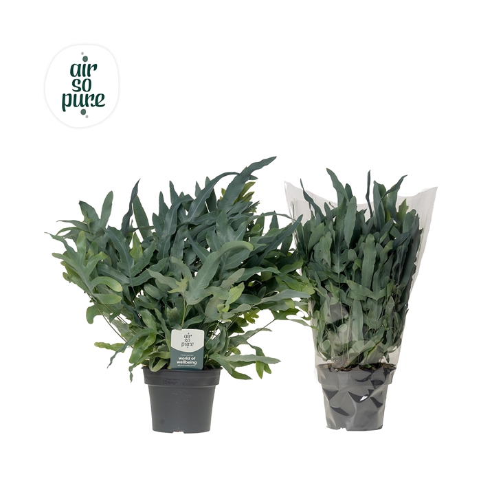 <h4>Phlebodium 'Blue Fern' - Air So Pure</h4>