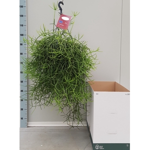 RHIPSALIS HETEROCLAD