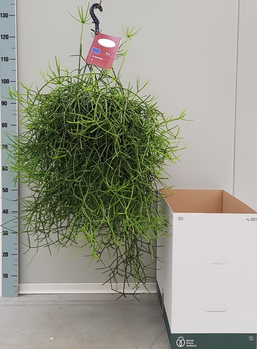 RHIPSALIS HETEROCLAD