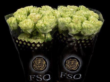 <h4>R Gr Exotix Mint</h4>