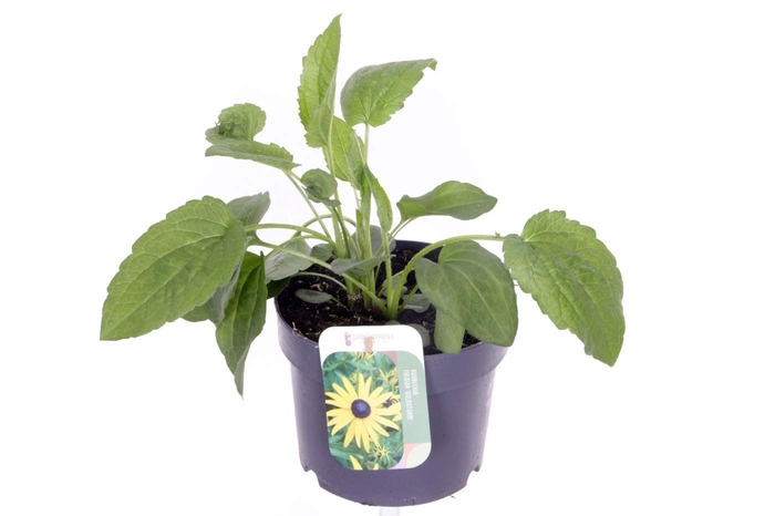<h4>Rudbeckia fulgida Goldsturm</h4>