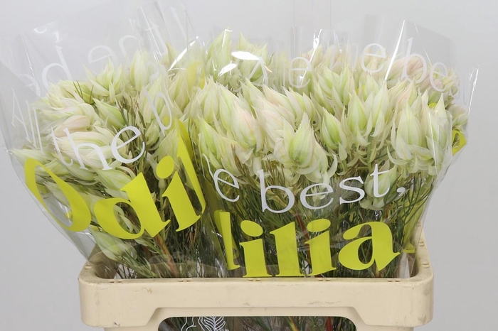 <h4>Blushing Bride 6/9 Flowers</h4>