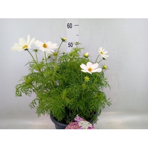 Cosmos bipinnatus 'Sonata White'