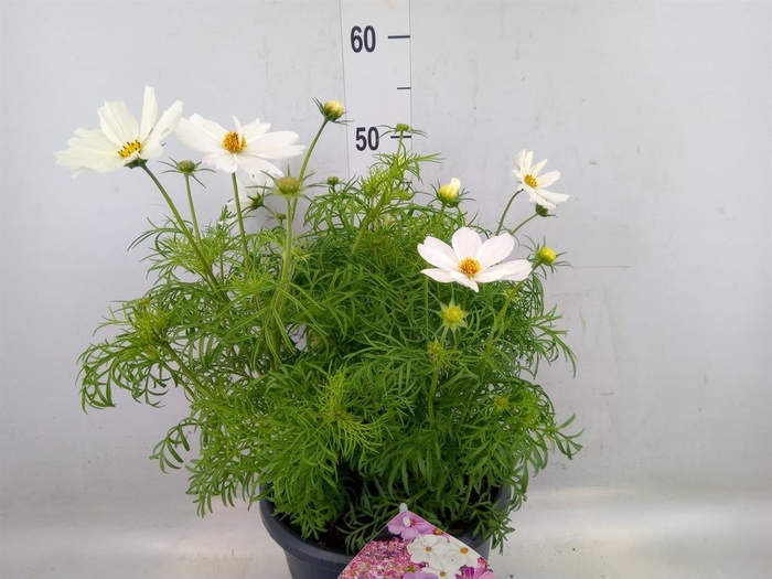 <h4>Cosmos bipinnatus 'Sonata White'</h4>