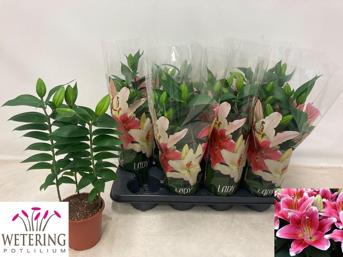 <h4>LIL OR SUNNY ROBYN</h4>