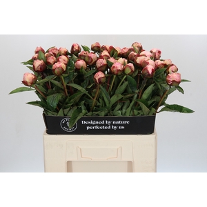 Paeonia Gardenia