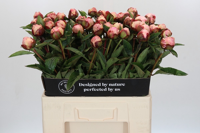 Paeonia Gardenia