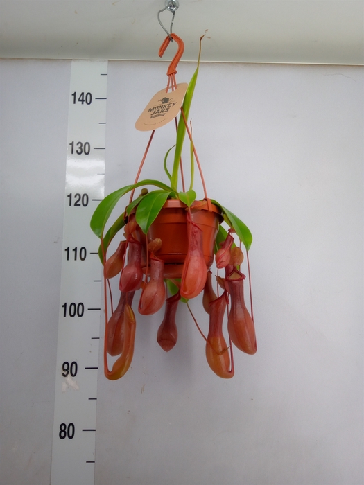 <h4>Nepenthes alata</h4>