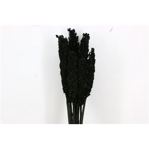 Dried Sorghum 6pc Black Bunch