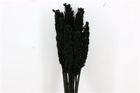 Dried Sorghum 6pc Black Bunch