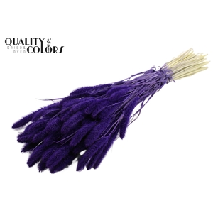 Setaria per bunch Intense Purple