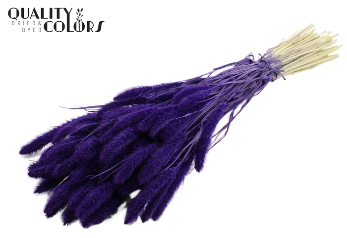 Setaria per bunch Bleached  Purple
