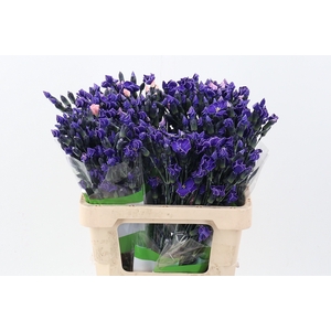 Di Solomio Violet Tinted