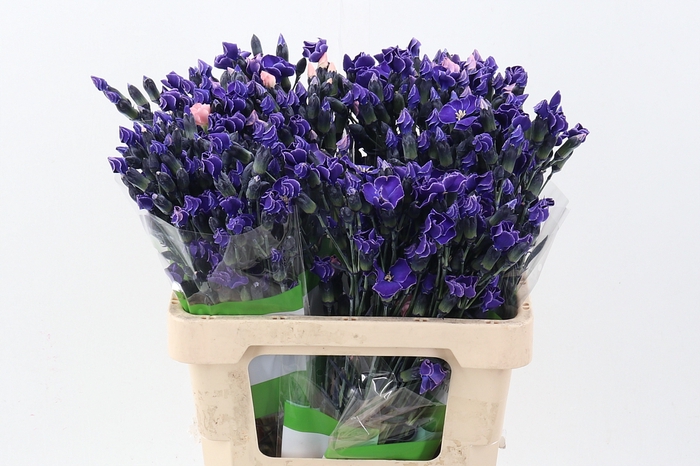 <h4>Di Solomio Violet Tinted</h4>