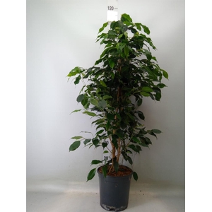 Ficus benja. 'Danielle'