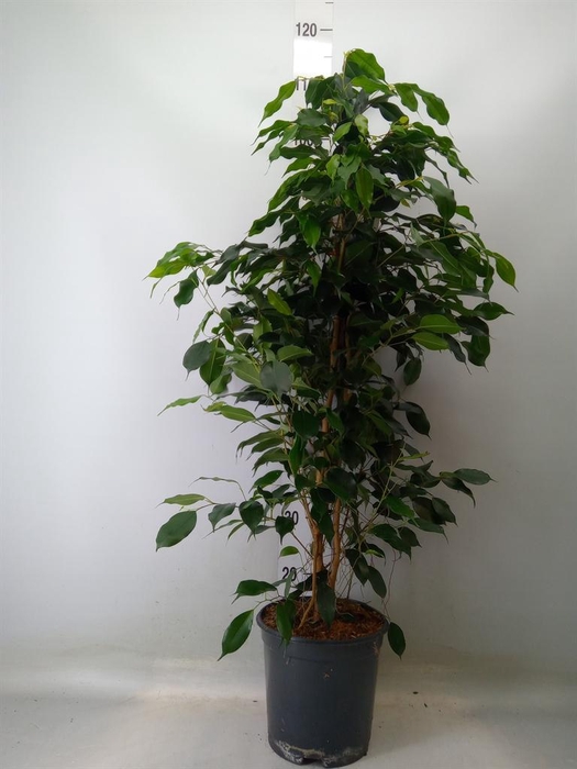 <h4>Ficus benja. 'Danielle'</h4>