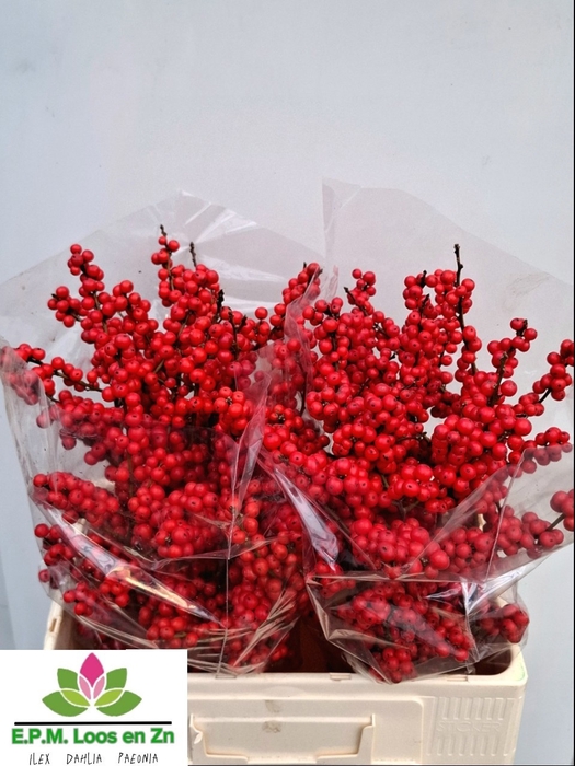 <h4>ILEX VE RODE BES</h4>