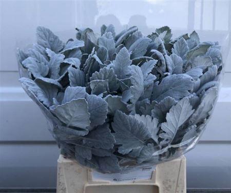 <h4>Jacobaea New Look</h4>