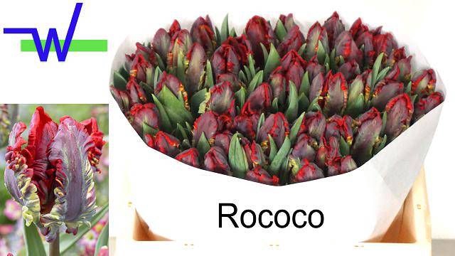 <h4>TU PA ROCOCO</h4>