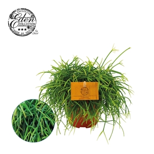 Rhipsalis Cashero 12cm