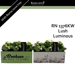 Kalan Rom 1376KW Lush Luminous