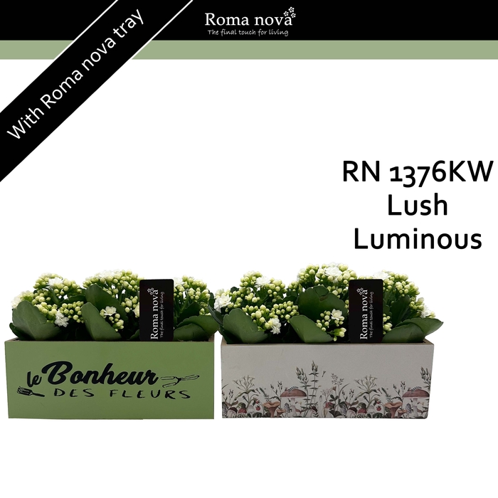 <h4>Kalan Rom 1376KW Lush Luminous</h4>