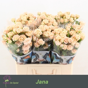 R tr Jana