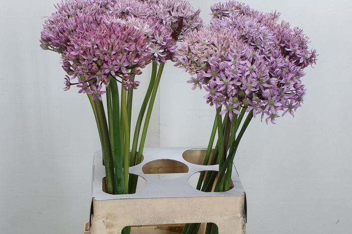 <h4>Allium Pink Jewel</h4>