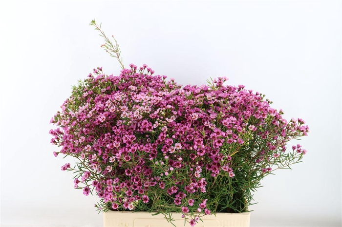 <h4>Cham Jupiter</h4>