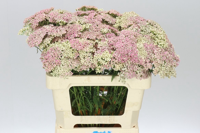 <h4>Achillea Lachsschönheit</h4>