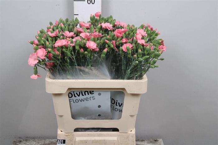 <h4>Di Te Solomio Rose</h4>