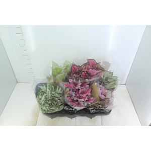 BEGONIA BELEAF P15 PO