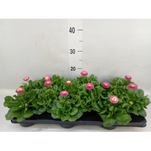 Bellis perennis 'Roggli Rose'
