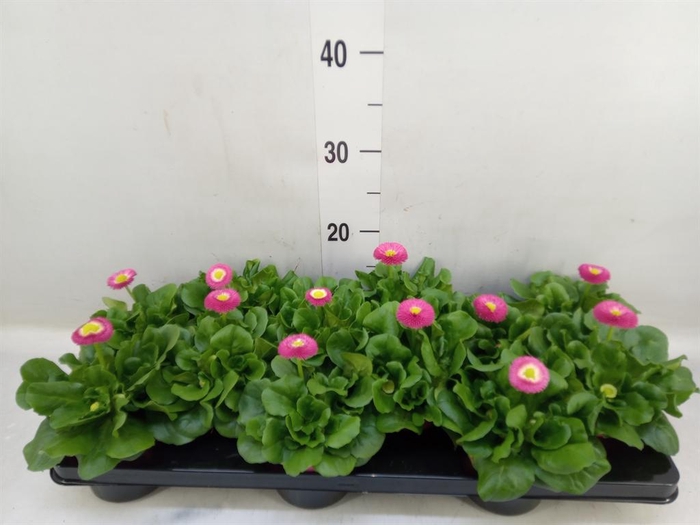 <h4>Bellis perennis 'Roggli Rose'</h4>