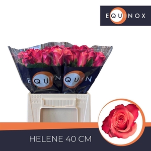 Rosa large flowered Helene