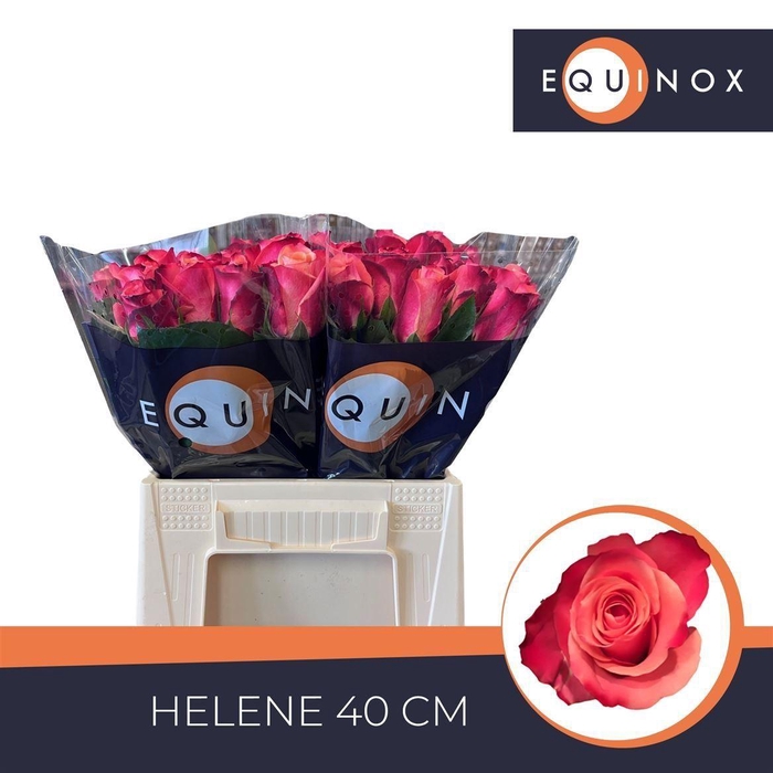 <h4>Rosa a grande fleur Helene</h4>