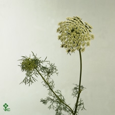 <h4>AMMI VISNAGA</h4>